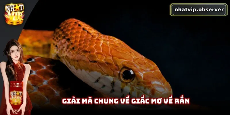 Mơ Thấy Rắn Là Xui Xẻo Hay May Mắn | Giải Mã Theo Dân Gian Giải mã chung về giấc mơ về rắn