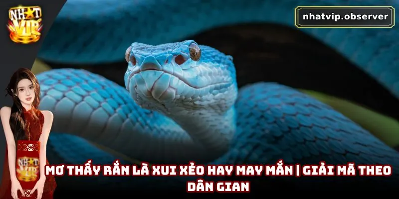 Mơ Thấy Rắn Là Xui Xẻo Hay May Mắn | Giải Mã Theo Dân Gian