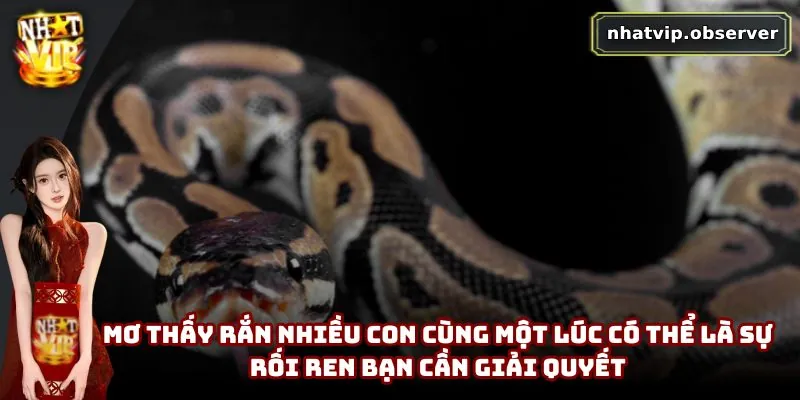 Mơ Thấy Rắn Là Xui Xẻo Hay May Mắn | Giải Mã Theo Dân Gian Mơ thấy rắn nhiều con cùng một lúc có thể là sự rối ren bạn cần giải quyết