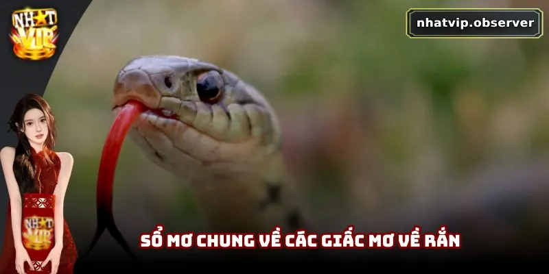 Mơ Thấy Rắn Là Xui Xẻo Hay May Mắn | Giải Mã Theo Dân Gian Sổ mơ chung về các giấc mơ về rắn